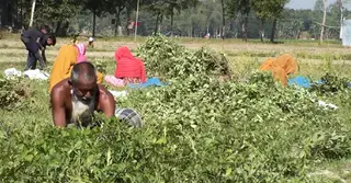 কম খরচে অধিক ফলনে শেরপুরে বাদাম চাষে আগ্রহ বাড়ছে চাষিদের